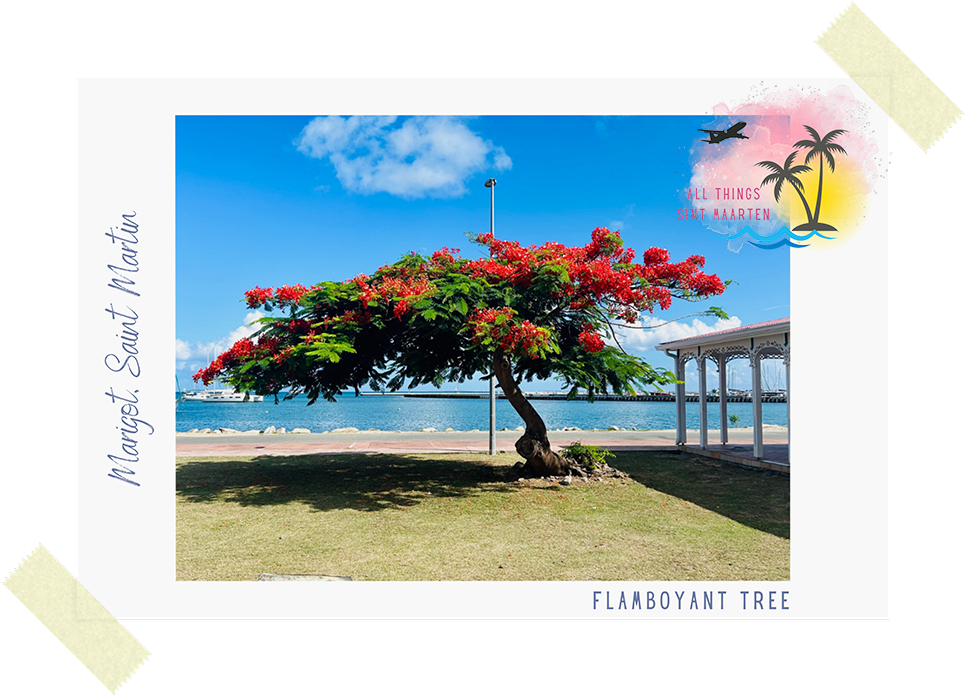 Photo of a Flamboyant Tree in Marigot, Saint Martin on All Things Sint Maarten