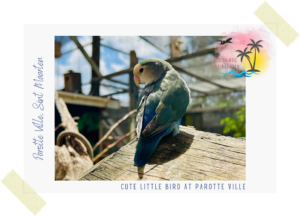 Photo of a cute little bird at the Parotte Ville in Sint Maarten on All Things Sint Maarten