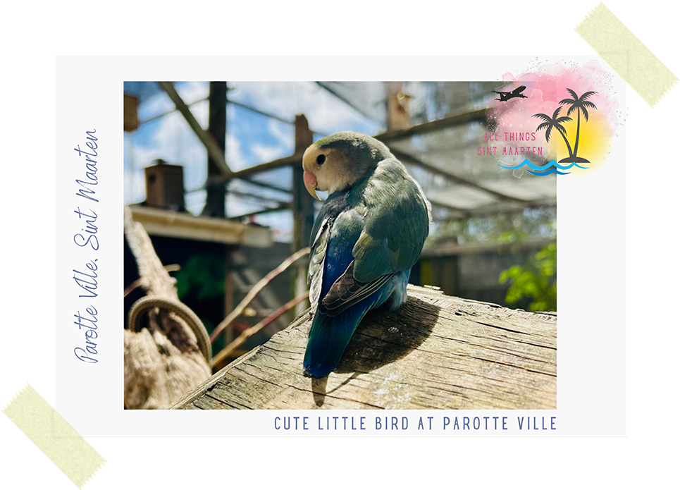 Photo of a cute little bird at the Parotte Ville in Sint Maarten on All Things Sint Maarten